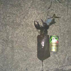 今週も先週の所へ覗いてきました。