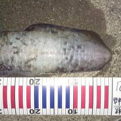 久しぶりキロアップ