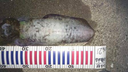 久しぶりキロアップ