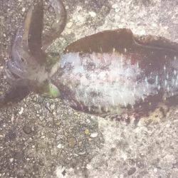 今週も秋のアオリイカ狙いに