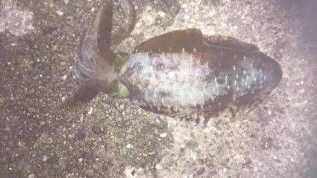 今週も秋のアオリイカ狙いに