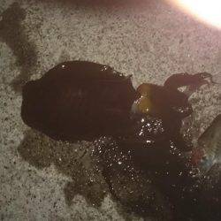 朝のエギング寒い防寒着必要