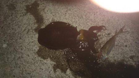 朝のエギング寒い防寒着必要