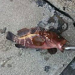 うれしいゲスト