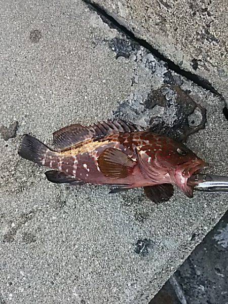 うれしいゲスト