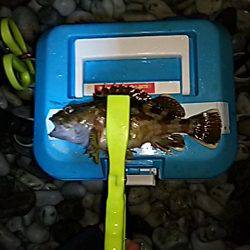 メバル、始まりました！