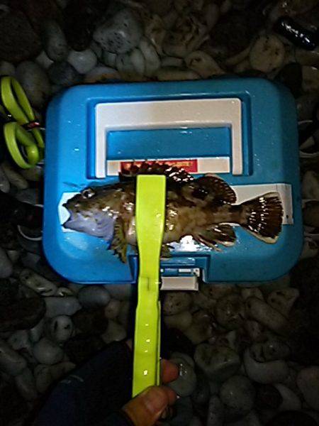 メバル、始まりました！