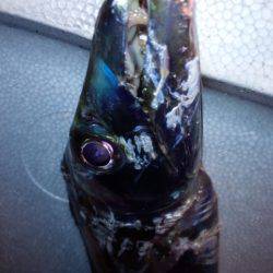 渋いが良型も…