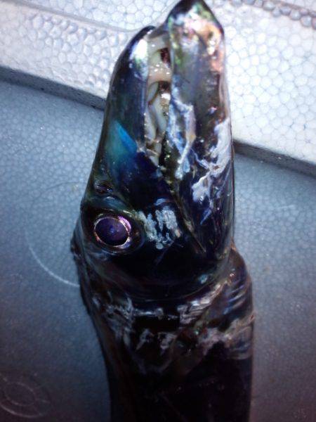 渋いが良型も…