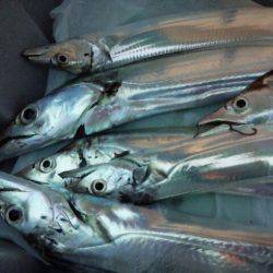 活性悪く・・・