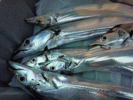 活性悪く・・・