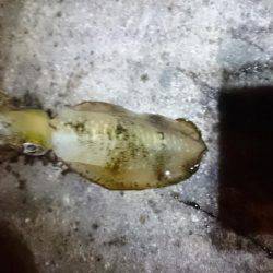 少ないようです。