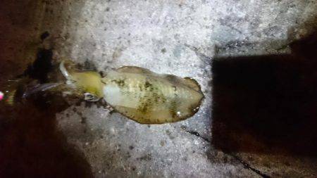 少ないようです。