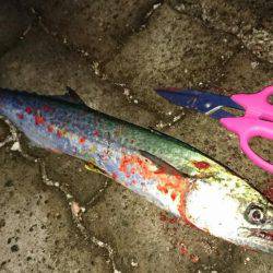 敦賀サゴシゲーム