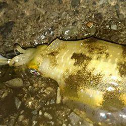 敦賀秋イカ中盤戦