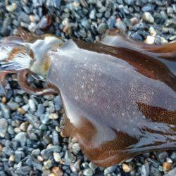 肌寒いサーフへ