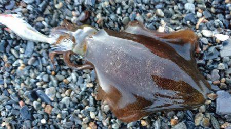 肌寒いサーフへ