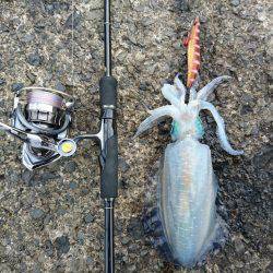 敦賀秋イカ終盤戦