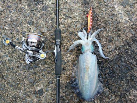 敦賀秋イカ終盤戦