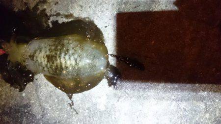 成長してますな。