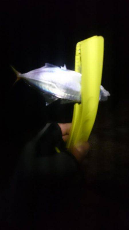 大潮に釣れない。