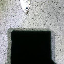 ネバリとガンバリ