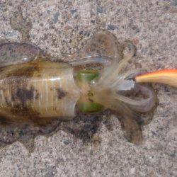 またまた大雨後