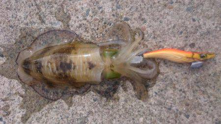 またまた大雨後