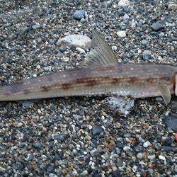 サーフエソング(>_<)