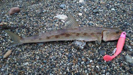 サーフエソング(>_<)