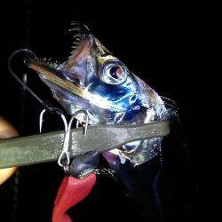 アオリ!タチウオ!アジ!秋のターゲットを捕獲!