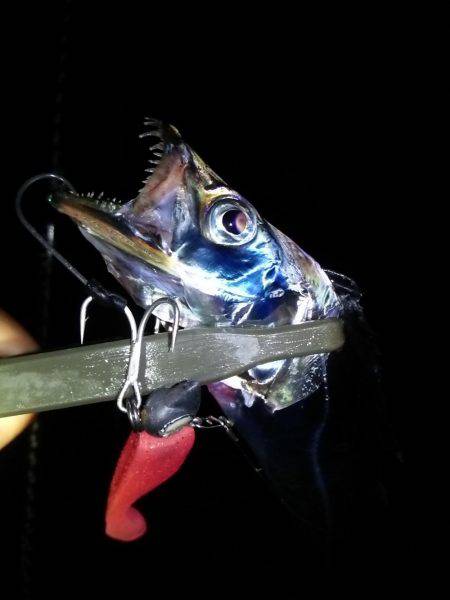 アオリ!タチウオ!アジ!秋のターゲットを捕獲!