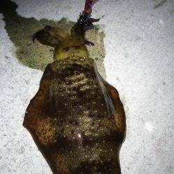 アオリ連発！淡路島エギング！