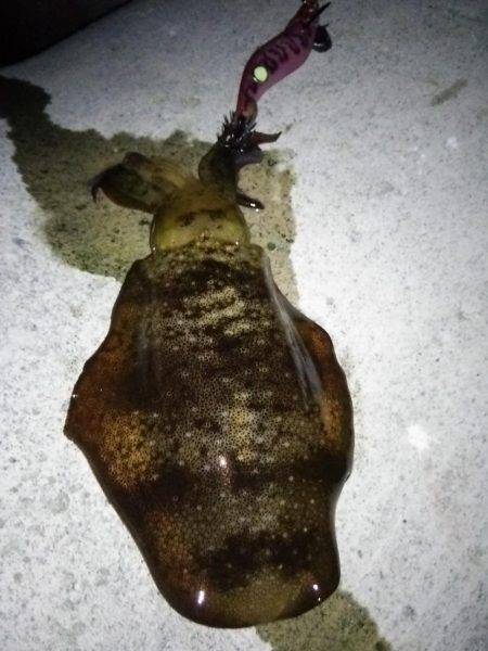 アオリ連発！淡路島エギング！