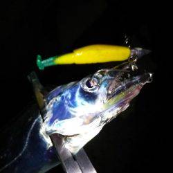 タチウオ連打!アジング爆釣!