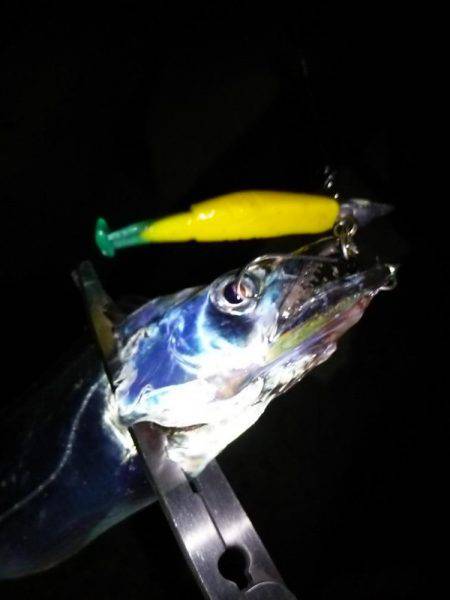 タチウオ連打!アジング爆釣!