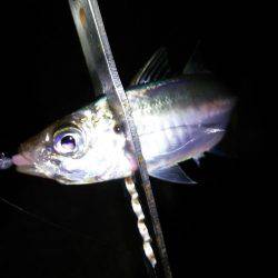 1時間で2ケタ!数釣りアジング!