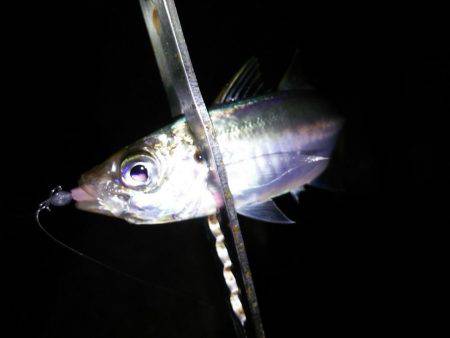 1時間で2ケタ!数釣りアジング!