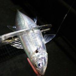 アジング数釣り絶好調!