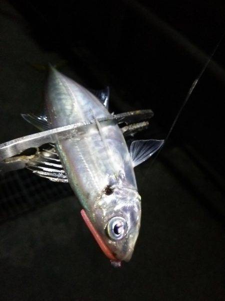 アジング数釣り絶好調!