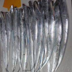 タチウオ爆釣①