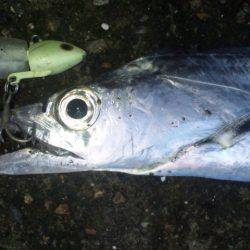 タチウオ釣り