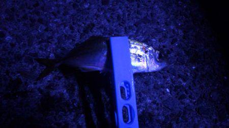 夜中のサビキ　連続釣行