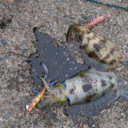 サゴシング&エギング