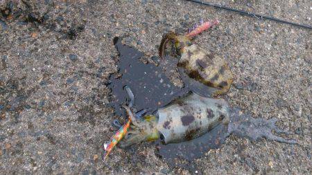 サゴシング＆エギング