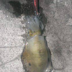 ２杯釣れました。