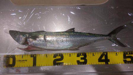 ピクニック気分