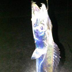 なんとか今季一本目