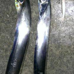 ショートバイトに泣く