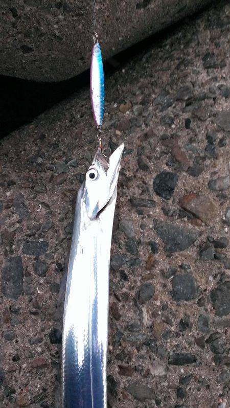 早朝の太刀魚釣り